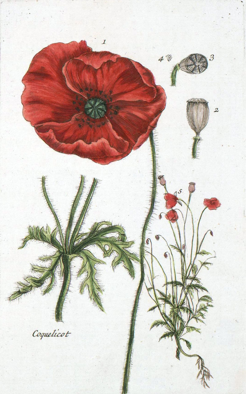 botanical sketch
