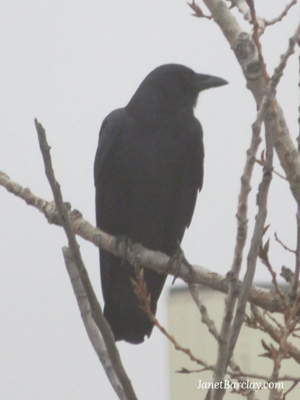 An uninspiring photo of a crow in a tree